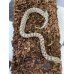 画像1: セイブシシバナヘビ ノーマル♀ (1)