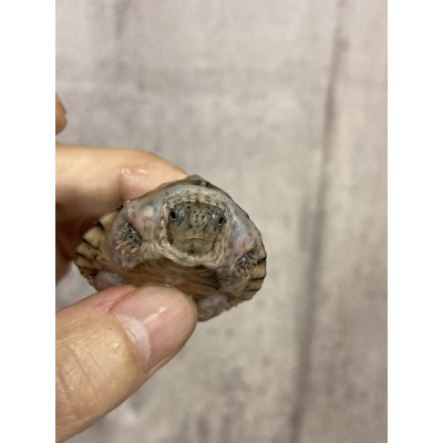 画像4: カブトニオイガメ ベビー