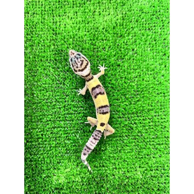 画像1: ヒョウモントカゲモドキ ハイイエローUSCBベビー No.1
