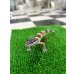 画像3: ヒョウモントカゲモドキ ハイイエローUSCBベビー No.1 (3)