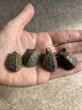 画像1: カブトニオイガメ USCB新子ベビー (1)