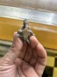 画像2: カブトニオイガメ USCB新子ベビー (2)