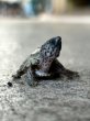 画像3: カブトニオイガメ USCB新子ベビー (3)